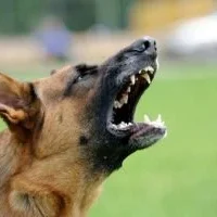 Dog-Show-Teeth-300x200