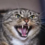 SAS.2.cat