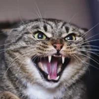 SAS.2.cat