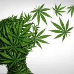 SWE_20-_20Driving_20Under_20the_20Influence_20of_20Marijuana