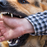 dog_20bites_20and_20insurance dog_20bites_20and_20insurance