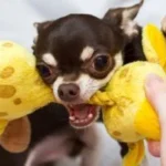 dogbiting-300x200
