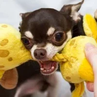dogbiting-300x200