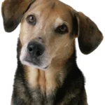 when-dog-bites