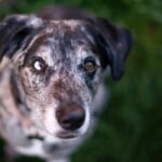 Washington State Dog Bite Laws - What You Need To Know