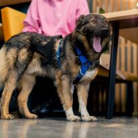 Dog Attacks on Private Property: When Owners Are Held Accountable